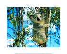 Koala On a Tree
