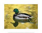 Mallard Duck Swimming in Lake