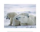 Polar Bear Family in the Arctic