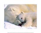 Polar Bear Sleeping with Cub