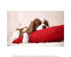 Puppy Sleeping on Red Pillow