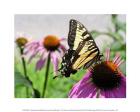 Swallowtail Butterfly and Coneflower