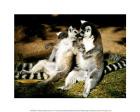 Ring Tailed Lemurs