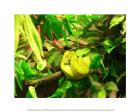 Green Tree Python Snake