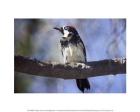 Male Acorn Woodpecker