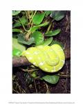 Green Tree Python