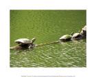 Turtles