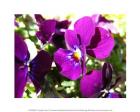 Purple Pansy