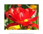 Red Tulip