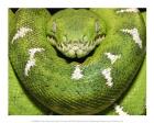 The Green Boa Snake