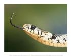 European Grass Snake Closeup of Face