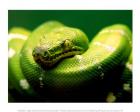 Light Green Emerald Tree Boa Snake