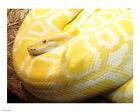 Albino Burmese Python