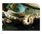 Amethystine Python