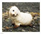 Baby Fur Seal, South Georgia