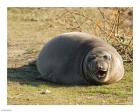 Baby Elephant Seal