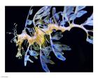Sea Horse