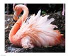 Broedende Rode Flamingo