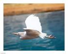 Bubulcus Ibis-Zoo de Pont-Scorff, Morbihan, France