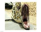 Burmese Python