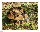 Bushmaster Snake