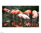 Caribbean Flamingo Phoenicopterus Ruber