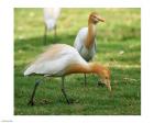 Cattle Egret Bubulcus Ibis