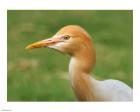 Cattle Egret Bubulcus Ibis