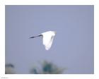 Cattle Egret Flight