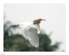 Cattle Egret