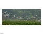 Cattle Egrets