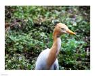 Cattle Egret in Summer