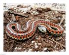 Coast Garter Snake