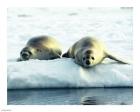 Crabeater Seals