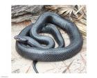 Eastern Indigo Snake