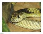 Egyptian Cobra