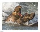 Elephant Seals Fighting