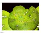 Emerald Tree Boa