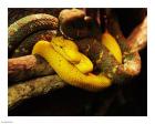 Eyelash Pit Viper