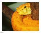 Eyelash Viper