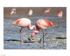 Flamingos Laguna Colorada