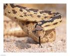 Gohper Snake
