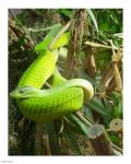 Green Mamba