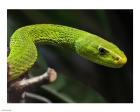 Green Mamba