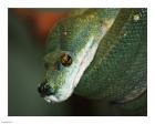 Green Tree Python