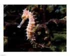 Hippocampus Histrix (Beige Thorny Seahose)