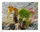 Hippocampus Histrix (Juvenile Thorny Seahorse)