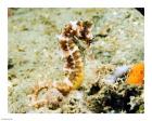Hippocampus Histrix (Thorny seahorse)