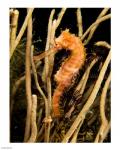 Hippocampus Hystrix (Spiny Seahorse)