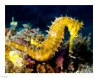 Yellow Hippocampus Hystrix (Spiny Seahorse)